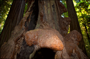 Humboldt Redwoods 02